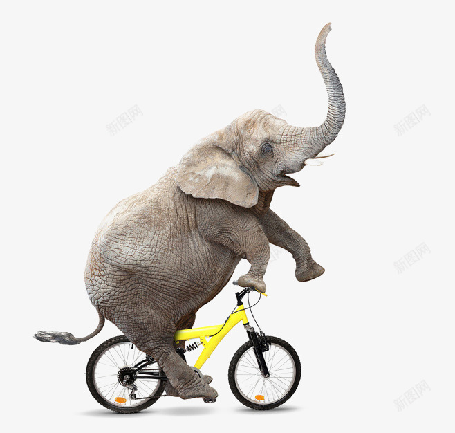 大象骑车png免抠素材_新图网 https://ixintu.com 大象 骑车