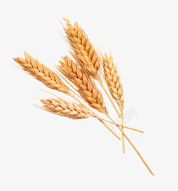 小麦1素材