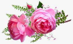 鲜花粉红色玫瑰蕨类植物剪出孤立植物花园自然素材