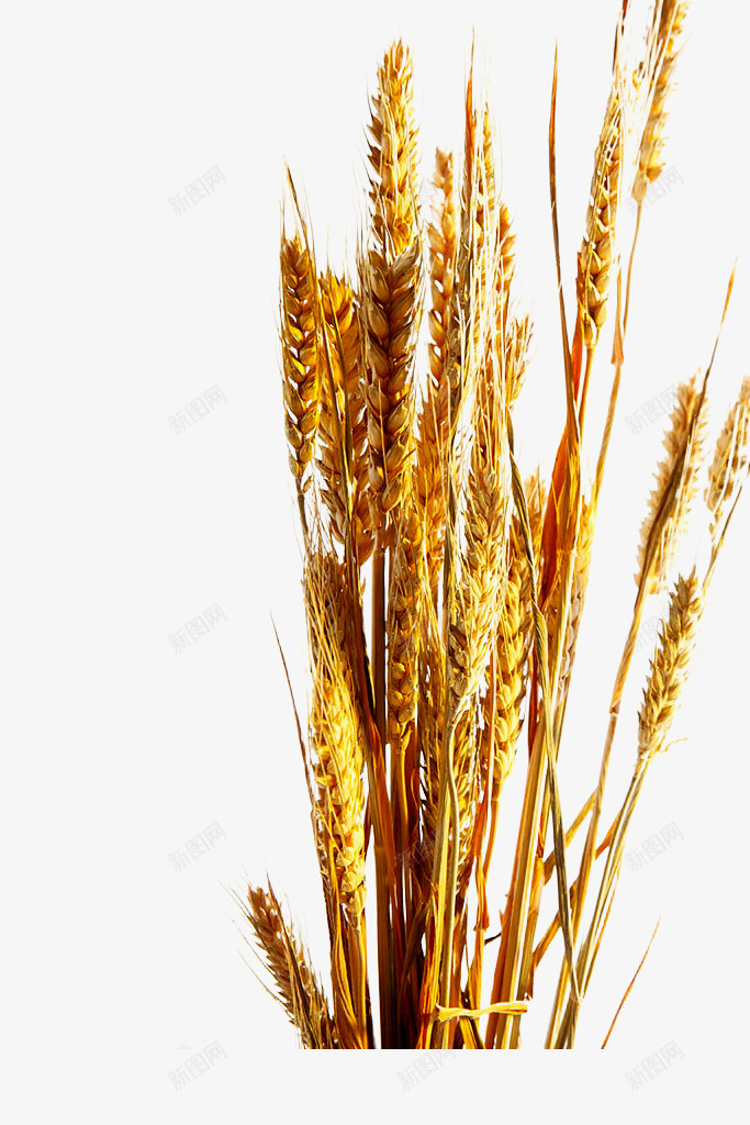 小麦1png免抠素材_新图网 https://ixintu.com 小麦