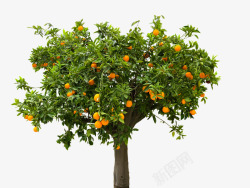 性质树橙孤立水果维生素食品吃素材