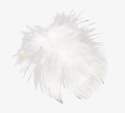 动物白色灰色多绒羽毛飘落照片装饰特效素材
