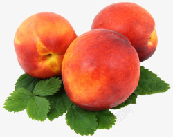 成熟油桃油桃孤立性质水果食品高兴美味新鲜成熟叶子花园健康收高清图片