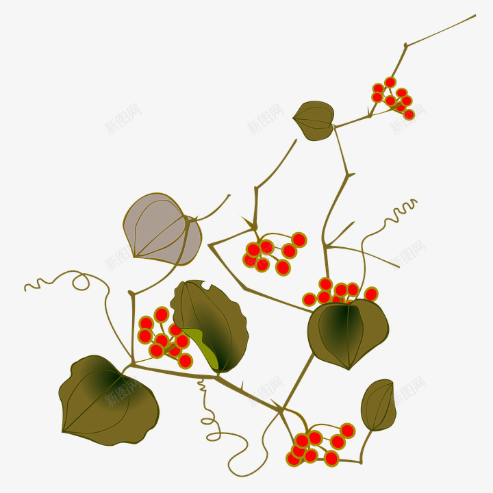 伊瓦拉红色水果秋季葡萄树菝葜山帰来png免抠素材_新图网 https://ixintu.com 伊瓦拉 水果 秋季 红色 菝葜山 葡萄树 葡萄树藤