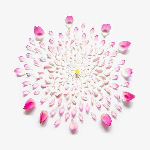 如果花朵会爆炸一定是最美的烟花玫瑰烟花png免抠素材_新图网 https://ixintu.com 烟花 如果 花朵 爆炸 一定 是最 美的 玫瑰