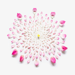 如果花朵会爆炸一定是最美的烟花玫瑰烟花素材