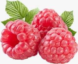 树莓图水果食物素材