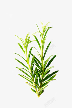中药成分迷迭香孤立中药绿色叶成分香料草药设计植物调味品调料高清图片