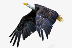 动物鸟阿德勒动物世界翼性质秃头鹰飞行免费自由孤立条素材