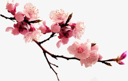 中国风桃花花朵素材