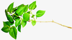 树枝绿叶绿色植物素材