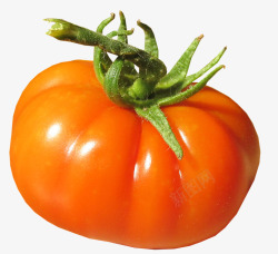 有机收获番茄有机新鲜成熟收获高清图片