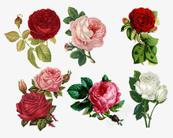 开粉色花的植物玫瑰拼贴画酿酒古董经典花的花植物红色剪贴簿植物学开高清图片
