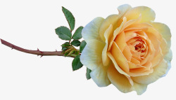 花黄色玫瑰干香剪出孤立植物花园自然素材