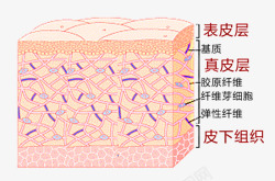 皮肤真皮层素材