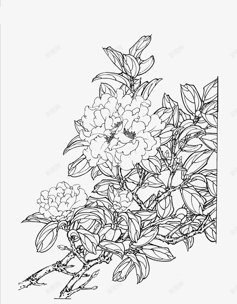 免扣白描工笔画花卉茶花篇png免抠素材_新图网 https://ixintu.com 免扣 白描 工笔画 花卉 茶花