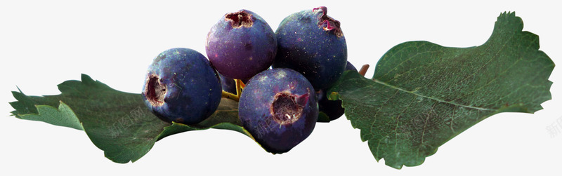 蓝莓水果植物png免抠素材_新图网 https://ixintu.com 蓝莓 水果 植物