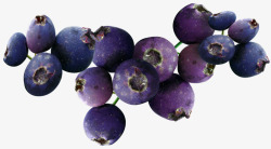 蓝莓水果植物素材