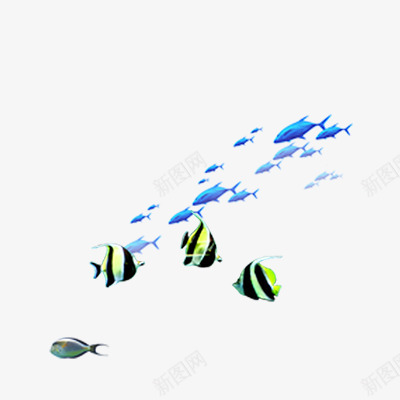 鱼儿鱼群海洋生物png免抠素材_新图网 https://ixintu.com 鱼儿 鱼群 海洋生物