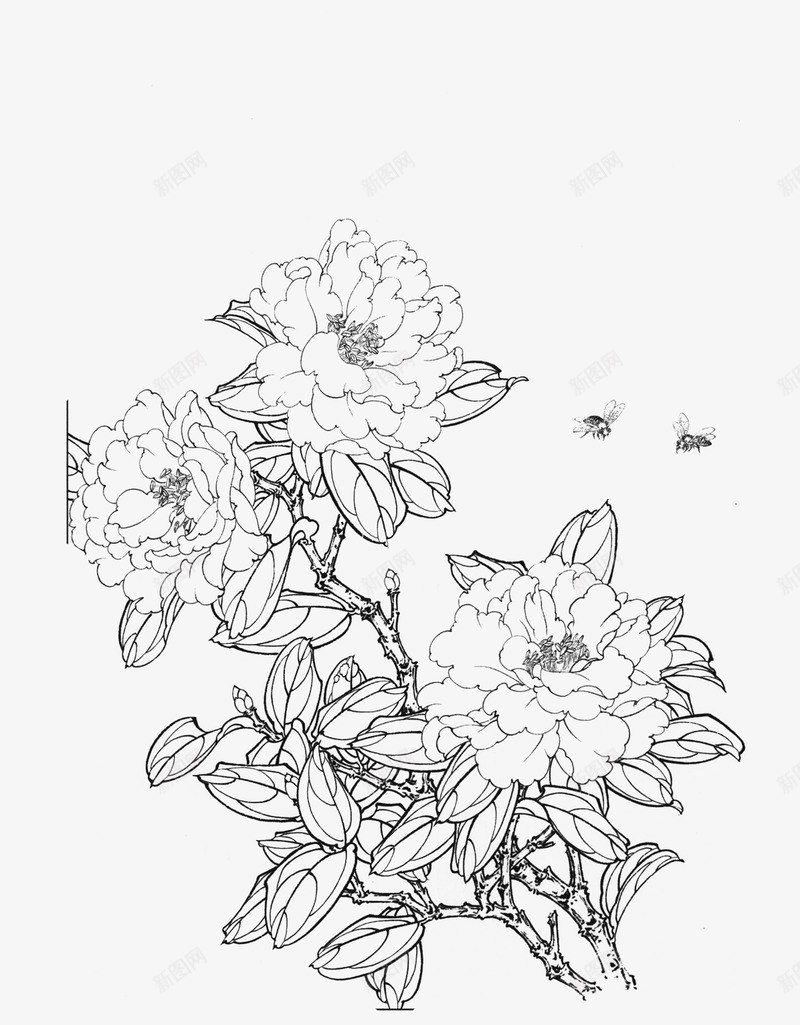 免扣白描工笔画花卉茶花篇png免抠素材_新图网 https://ixintu.com 免扣 白描 工笔画 花卉 茶花