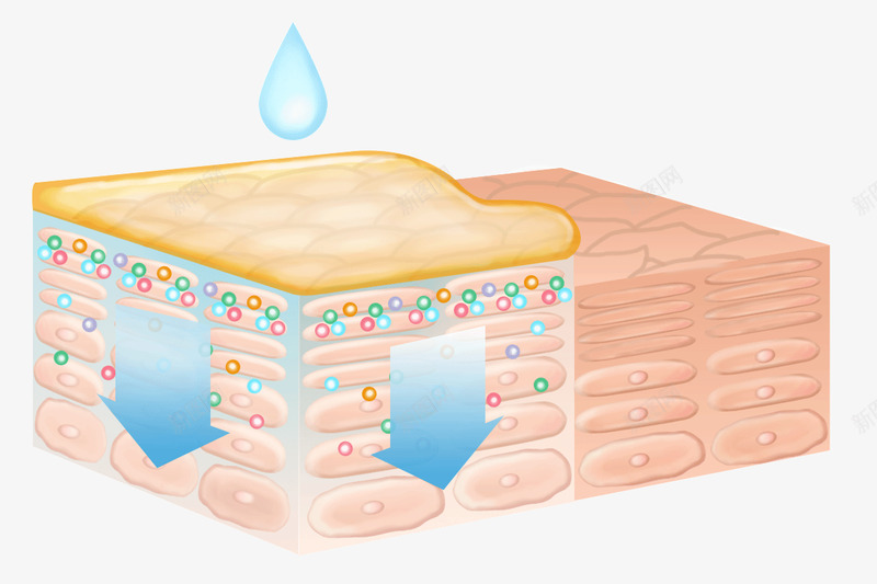 清痘水详情内细胞png免抠素材_新图网 https://ixintu.com 清痘 详情 细胞