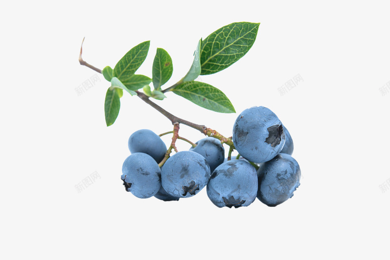 蓝莓水果蓝色png免抠素材_新图网 https://ixintu.com 蓝莓 水果 蓝色