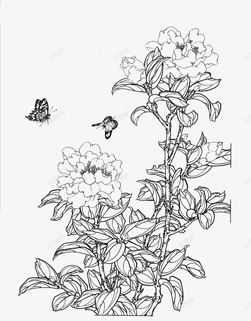 免扣白描工笔画花卉茶花篇png免抠素材_新图网 https://ixintu.com 免扣 白描 工笔画 花卉 茶花