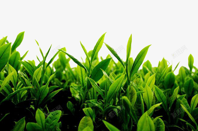 绿色植物草茶叶png免抠素材_新图网 https://ixintu.com 绿色植物 茶叶