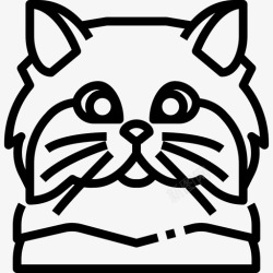 波斯人波斯人动物猫高清图片