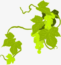 吃葡萄吃食用食品水果葡萄绿色孩子们叶叶子自然植物葡萄藤高清图片