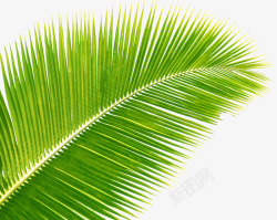 椰子树叶绿叶免扣透明图素材
