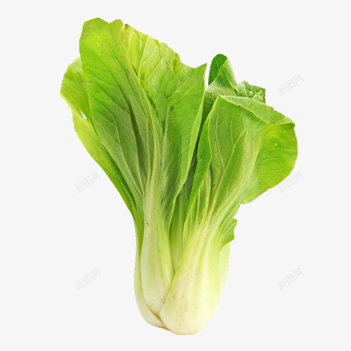 Bokchoy小白菜卷心菜蔬菜日本食品png_新图网 https://ixintu.com 小白菜 卷心菜 蔬菜 日本 食品