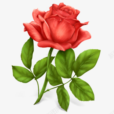 红色的玫瑰花图标图标