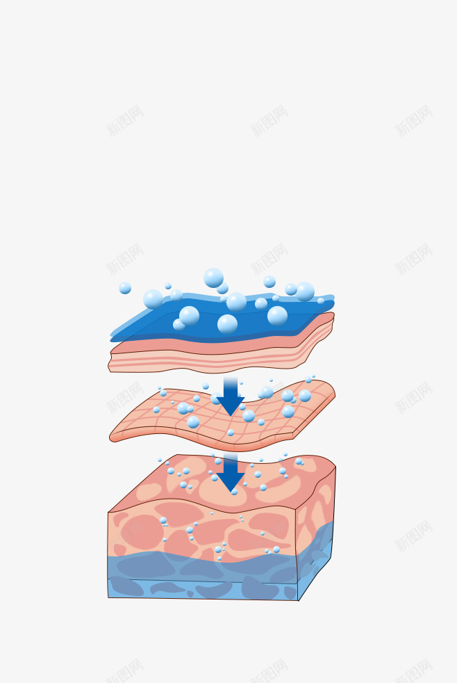 皮肤肌肤构造分子png免抠素材_新图网 https://ixintu.com 皮肤 肌肤 构造 分子