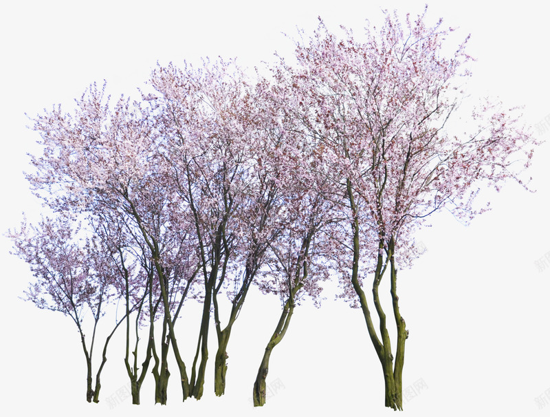 粉色花植物png免抠素材_新图网 https://ixintu.com 粉色 植物