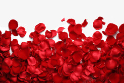 红色浪漫梦幻玫瑰花瓣特写素材
