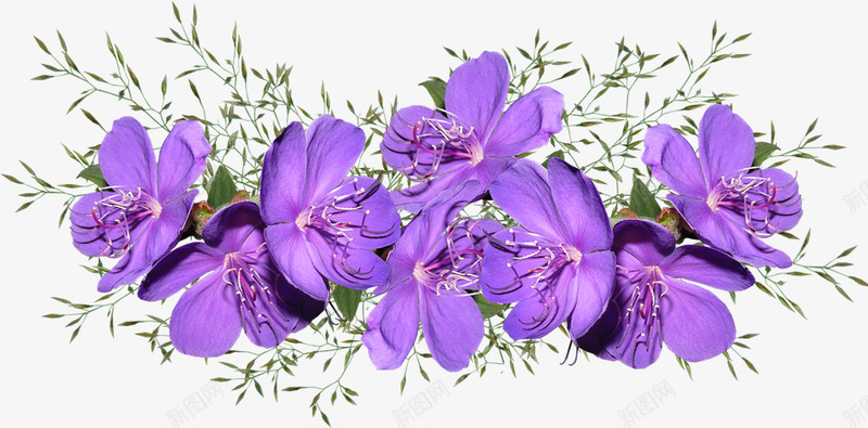 鲜花紫色安排花园自然剪出孤立png免抠素材_新图网 https://ixintu.com 鲜花 紫色 安排 花园 自然 剪出 孤立
