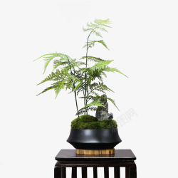 中式仿真文竹植物微景观造景花几书房茶艺室案头软装饰素材