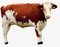 动物性孤立牛动物性质牛肉哺乳动物高清图片