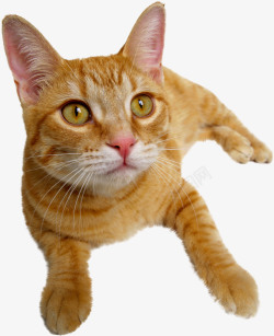 可爱的猫猫小猫咪橘猫素材