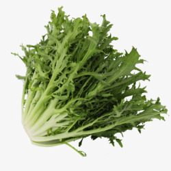 苦麦菜壹香苦细叶250g新鲜苦菊苦苣菜生菜蔬菜沙拉食材色高清图片