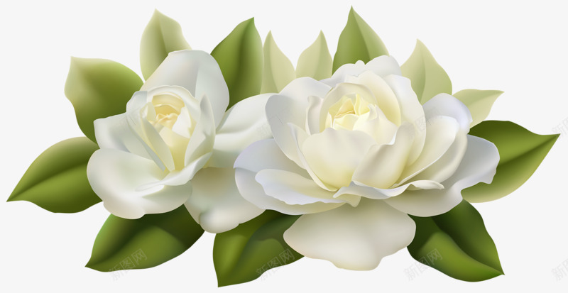 白色茉莉花植物png免抠素材_新图网 https://ixintu.com 白色 茉莉花 植物