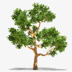 手绘水彩绿色树木大树单树树荫插画设计素材