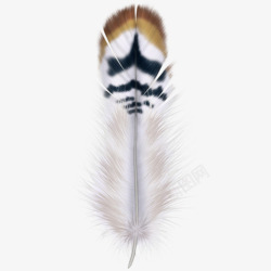 美丽羽毛动物羽毛美丽羽毛高清图片