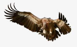 兀鹫鸟猎物方法羽毛性质动物世界飞行孤立豁免剪出裁剪素材