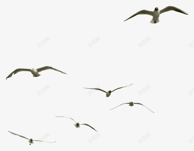 一群飞翔的海鸥png免抠素材_新图网 https://ixintu.com 一群 飞翔 海鸥