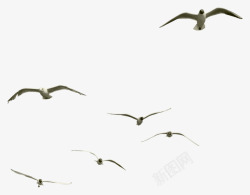 一群飞翔的海鸥素材