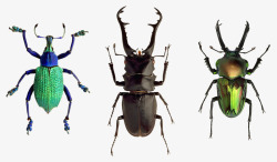 节肢动物门甲虫昆虫性质宏昆虫飞行多彩甲壳素节肢动物门热带昆虫高清图片