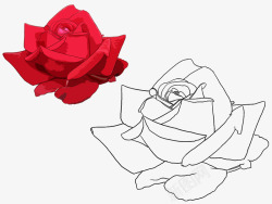 莲花儿线稿玫瑰月季线稿高清图片