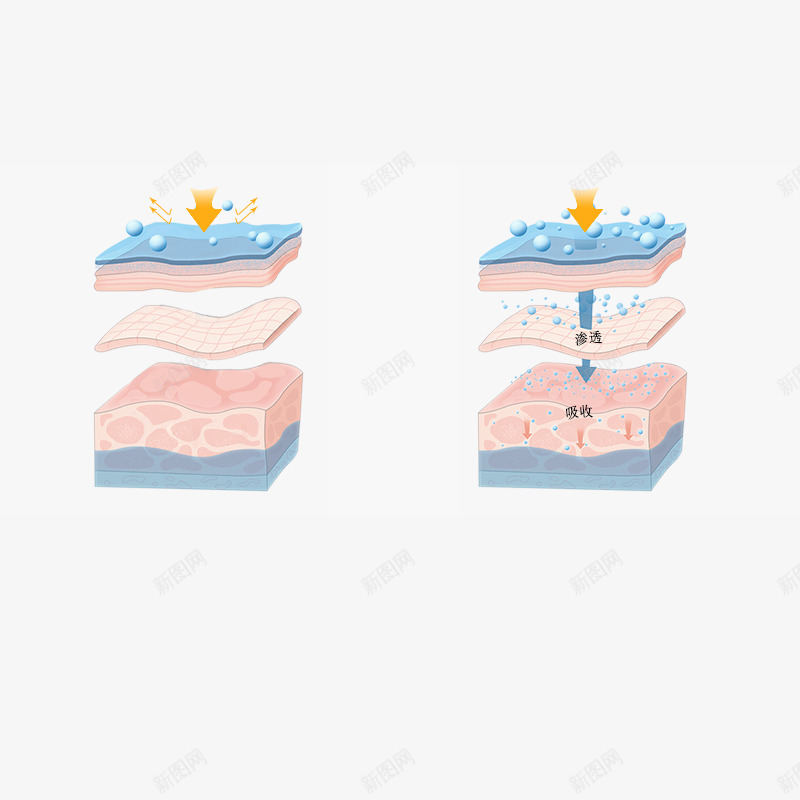 寡肽对比png免抠素材_新图网 https://ixintu.com 寡肽 对比